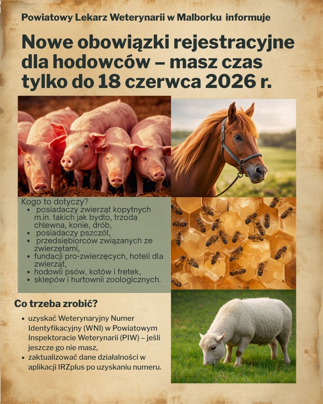 Grafika informacyjna w&nbsp;języku polskim przygotowana w&nbsp;stylu plakatu urzędowego. Tło ma beżowy, postarzały wygląd przypominający pergamin. Na g&oacute;rze znajduje się nagł&oacute;wek: &bdquo;Powiatowy Lekarz Weterynarii w&nbsp;Malborku informuje&rdquo;.  Centralną część zajmuje duży, pogrubiony napis: &bdquo;Nowe obowiązki rejestracyjne dla hodowc&oacute;w &ndash; masz czas tylko do 18 czerwca 2026 r.&rdquo;.  Po lewej stronie umieszczono zdjęcie r&oacute;żowych świń stojących obok siebie. Po prawej stronie znajdują się trzy fotografie ułożone pionowo: brązowy koń na&nbsp;tle pola, pszczoły na&nbsp;plastrze miodu oraz&nbsp;biała owca pasąca się na&nbsp;zielonej trawie.  Pod zdjęciem świń znajduje się sekcja &bdquo;Kogo to dotyczy?&rdquo;, zawierająca listę:  posiadaczy zwierząt kopytnych, m.in. bydła, trzody chlewnej, koni i&nbsp;drobiu, posiadaczy pszcz&oacute;ł, przedsiębiorc&oacute;w związanych ze zwierzętami, fundacji prozwierzęcych i&nbsp;hoteli dla zwierząt, hodowli ps&oacute;w, kot&oacute;w i&nbsp;fretek, sklep&oacute;w i&nbsp;hurtowni zoologicznych.  W dolnej części plakatu widnieje sekcja &bdquo;Co trzeba zrobić?&rdquo;, kt&oacute;ra informuje o&nbsp;konieczności:  uzyskania Weterynaryjnego Numeru Identyfikacyjnego (WNI) w&nbsp;Powiatowym Inspektoracie Weterynarii, zaktualizowania danych działalności w&nbsp;aplikacji IRZplus po uzyskaniu numeru.  Całość ma charakter urzędowego komunikatu informacyjnego dotyczącego nowych obowiązk&oacute;w rejestracyjnych dla hodowc&oacute;w i&nbsp;podmiot&oacute;w związanych ze zwierzętami.